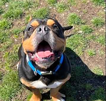 Photo of Diesel