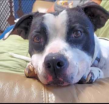 Photo of Lulu