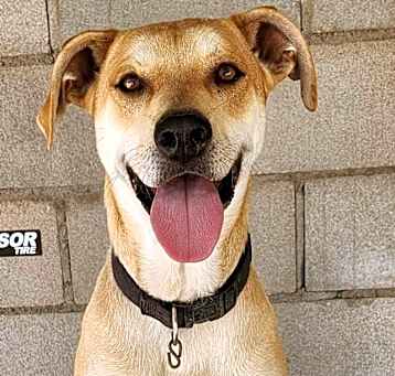 Photo of Guapo