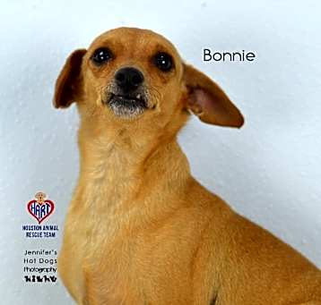 Photo of Bonnie
