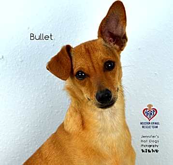 Photo of Bullet