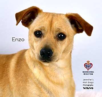Photo of Enzo