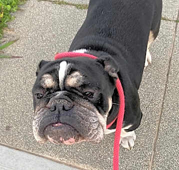 Photo of Bruce
