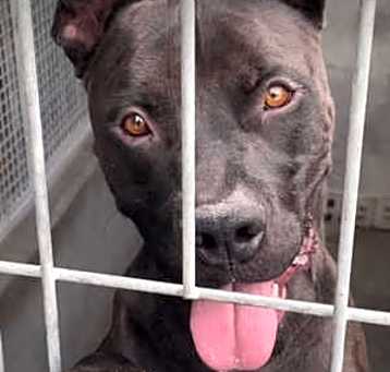 Photo of CODY - URGENT