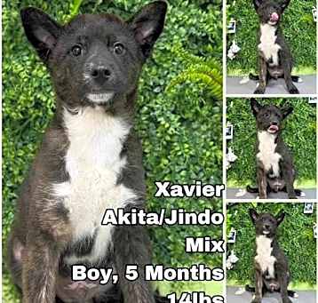Photo of Xavier from Korea