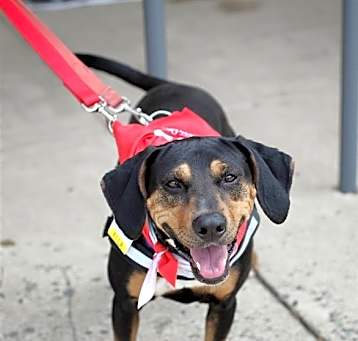 Photo of Ella (formerly Cutie)