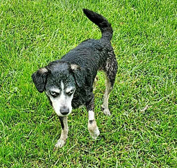 Photo of Buddy