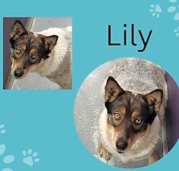 Photo of Lily