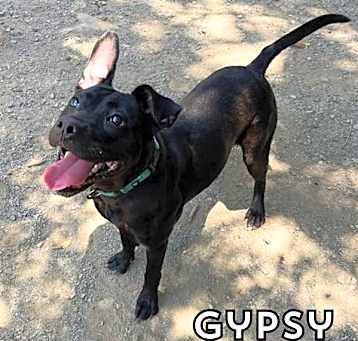 Photo of Gypsy