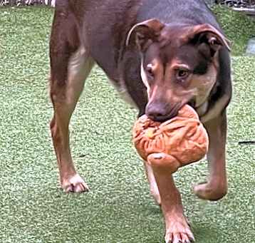 Photo of Rooster from TEXAS