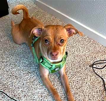 Photo of Benji a Chihuahua-Miniature Pinscher mix mix male