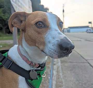Photo of Piper