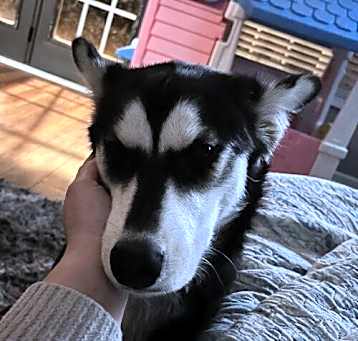 Photo of Stella
