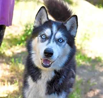 Photo of Vader