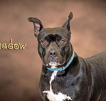 Photo of Shadow