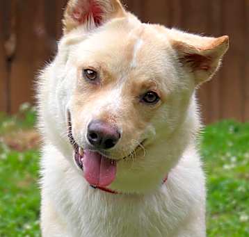 Photo of Blitzen
