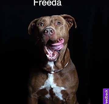 Photo of Freeda