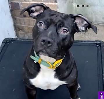 Photo of Thunder