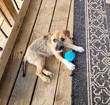 Photo of Ginger