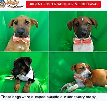 Photo of Help these poor dogs