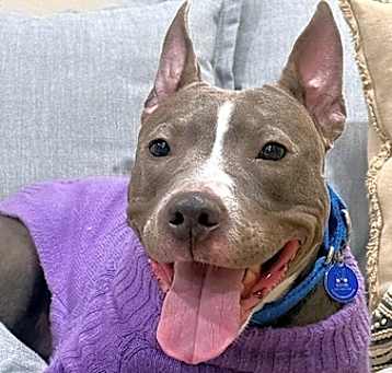 Photo of Nova