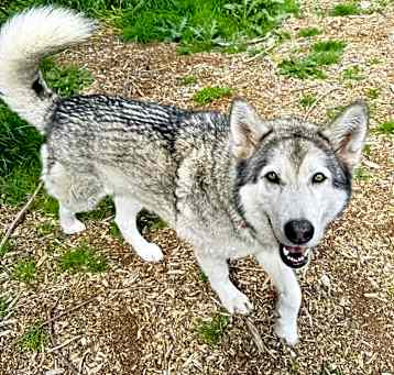 Photo of Kiowa