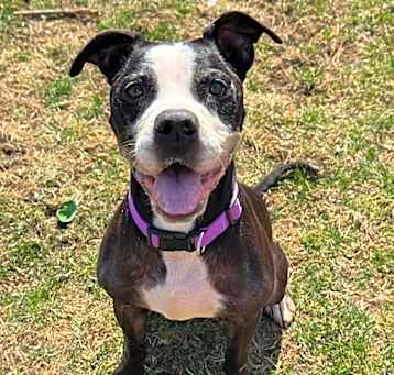 Photo of Mazie