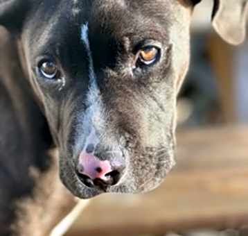 Photo of Ollie