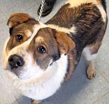 Photo of Nova