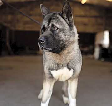 Photo of Tummo