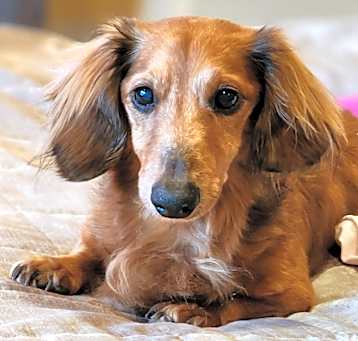 Photo of Boone