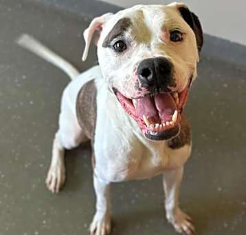 Photo of Jax