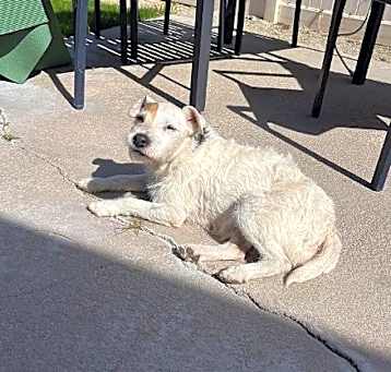 Photo of Bailey (Palm Springs)