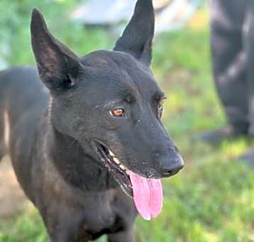 Photo of Bear