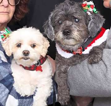 Photo of Carol and Suki  BONDED PAIR