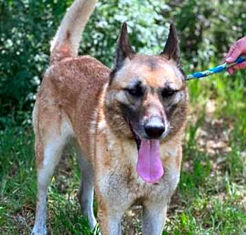 Photo of Lobo