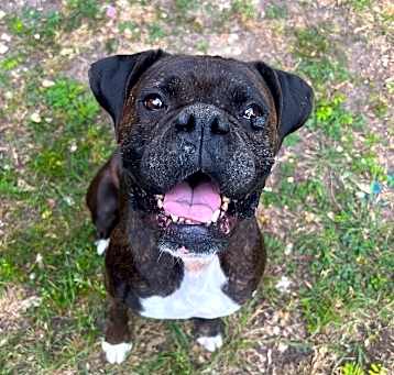 Photo of Bonnie IV
