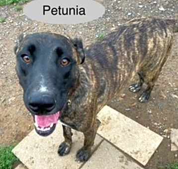 Photo of Petunia