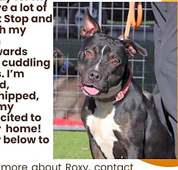 Photo of Roxy