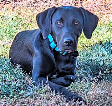 Photo of Knox