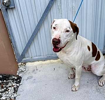 Photo of Spot