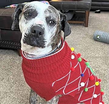 Photo of Moxie