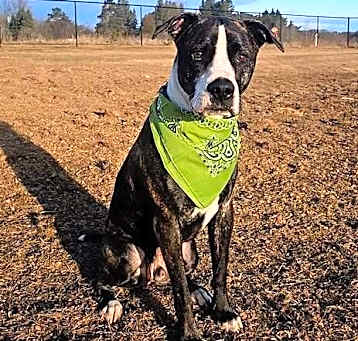 Photo of Cooper (FKA Shot Gun)