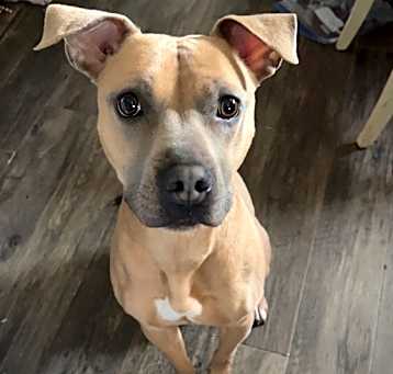 Photo of Rosie