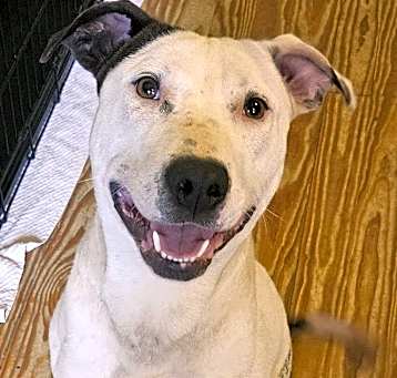 Photo of Spot
