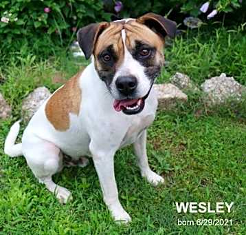 Photo of Wesley