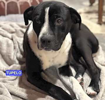 Photo of TUPELO
