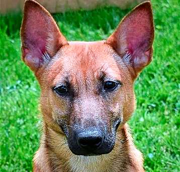Photo of Dutch