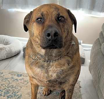 Photo of Cooper
