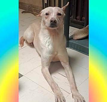 Photo of Rex